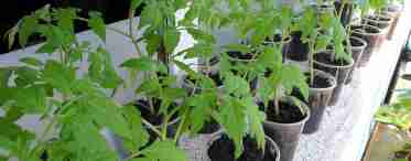 Як прискорити зростання розсади помідорів і перцю