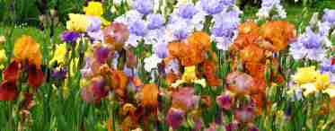 Прикраса для саду або клумби - красиві квіти іриси