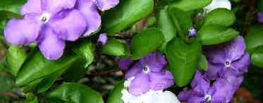 Брунфельсія - мінлива квітка з чаклунським запахом