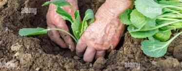 Садимо капусту на розсаду: терміни посадки залежно від сорту