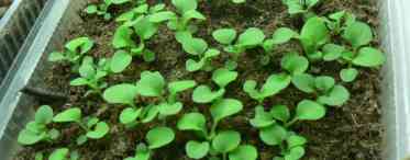 Як виростити гортензію з насіння: посів у відкритий ґрунт і на розсаду