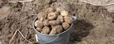 Вибираємо культури для посадки після картоплі