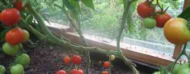 Догляд за томатами в пристінній теплиці
