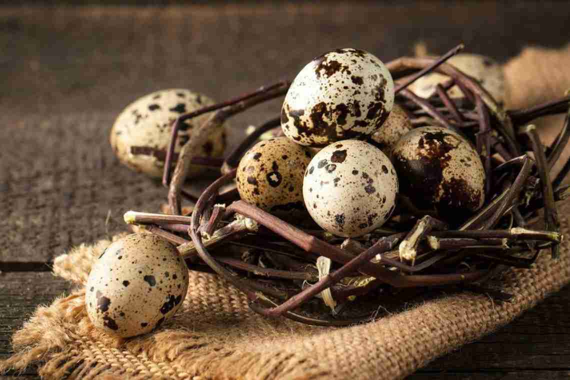Як приймати перепелині яйця, їхню користь і шкоду