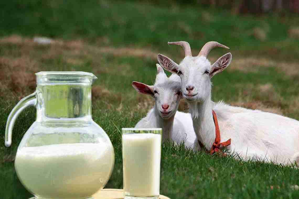 Овече молоко - користь, подарована природою