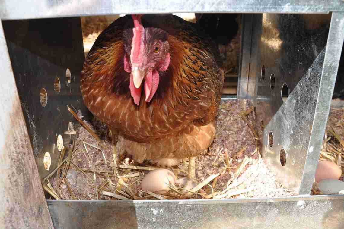 З якої причини кури несуть яйця без шкаралупи? Чим годувати курок-несучок у домашніх умовах