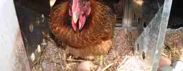 З якої причини кури несуть яйця без шкаралупи? Чим годувати курок-несучок у домашніх умовах