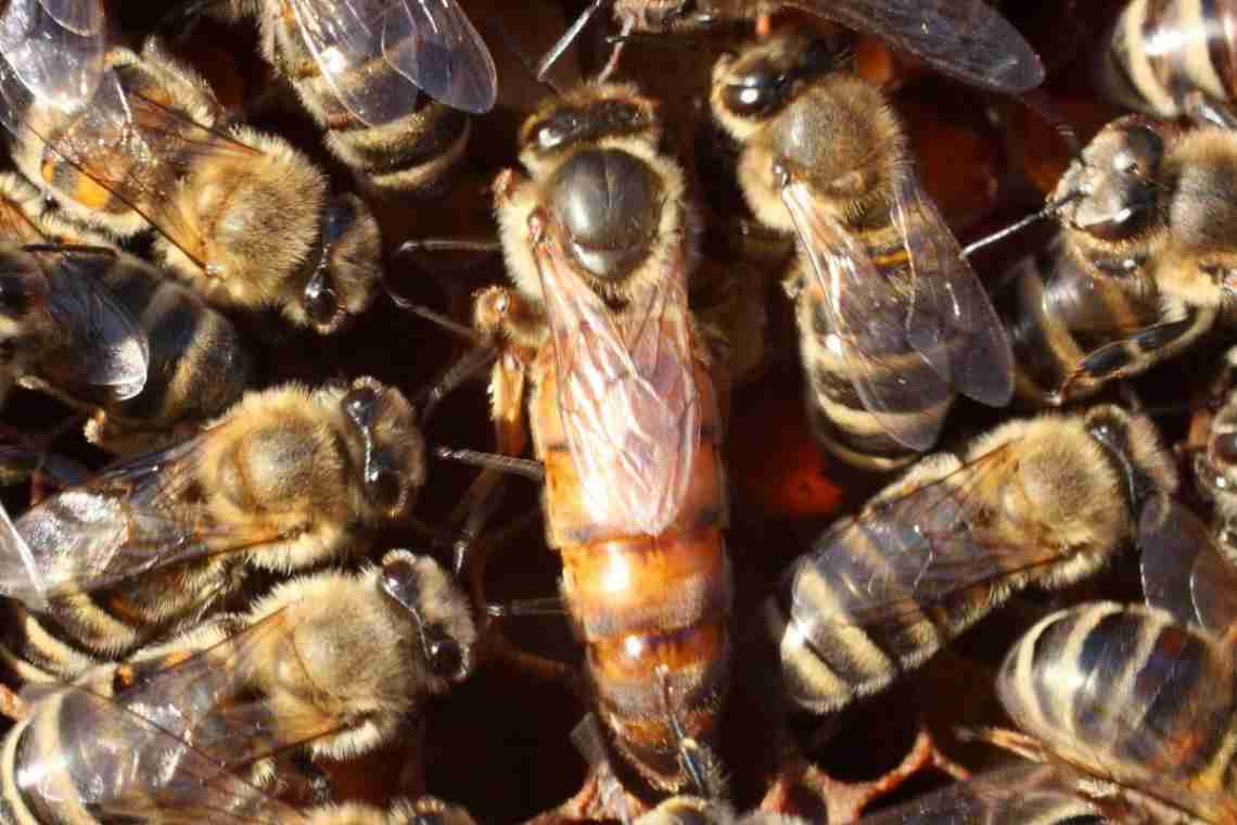 Матка бджоли: головна особина у вуликах