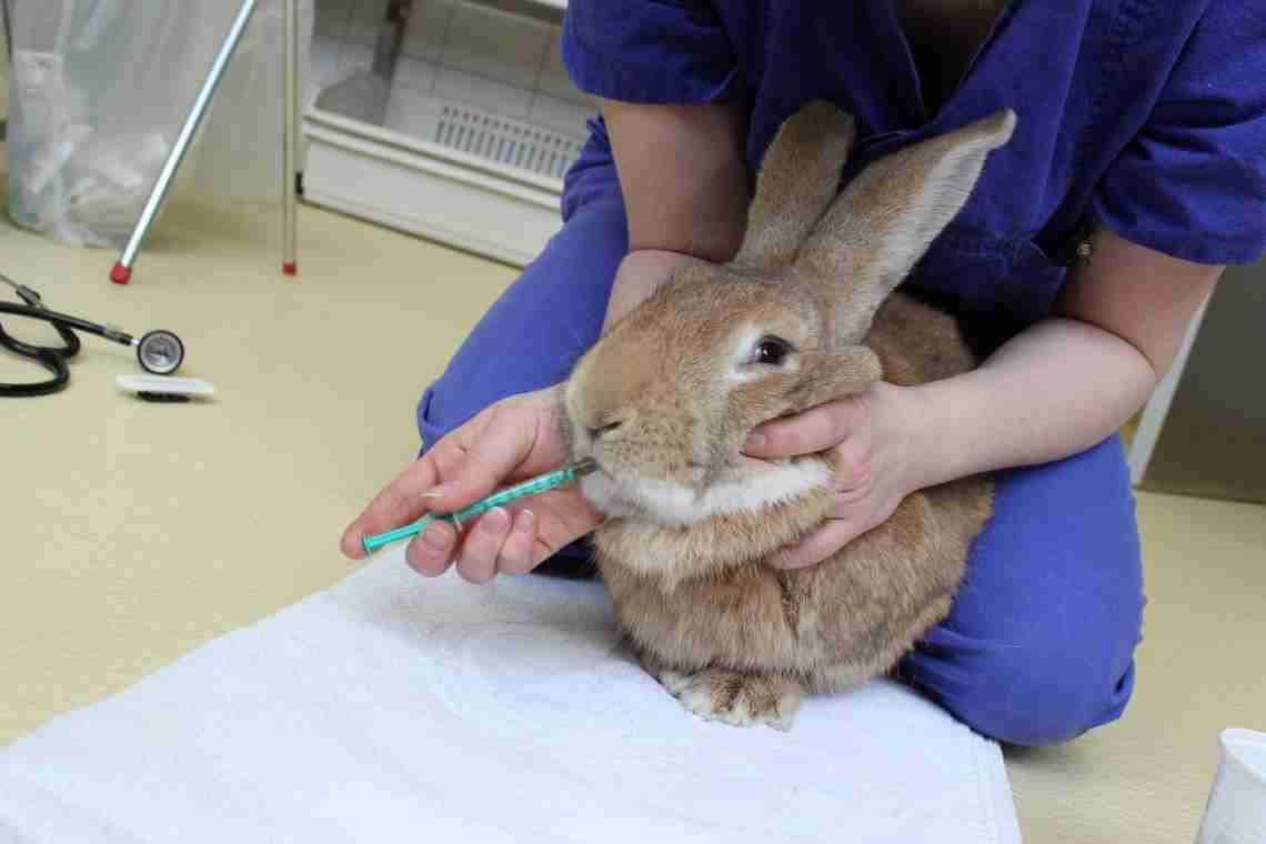 Хвороби кроликів: симптоми та їхня терапія. Профілактика хвороб у кроликів