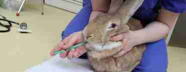 Хвороби кроликів: симптоми та їхня терапія. Профілактика хвороб у кроликів