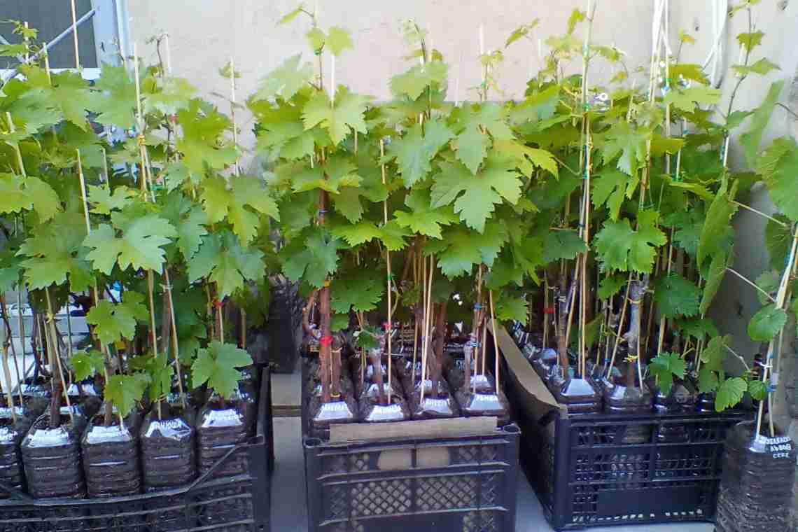 Хто-небудь знає, як садити виноград у Підмосков'ї?