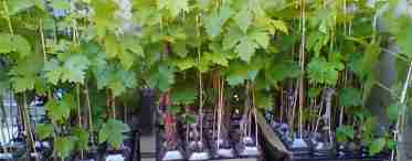Хто-небудь знає, як садити виноград у Підмосков'ї?