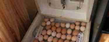 Обробка яєць перед інкубацією різними способами
