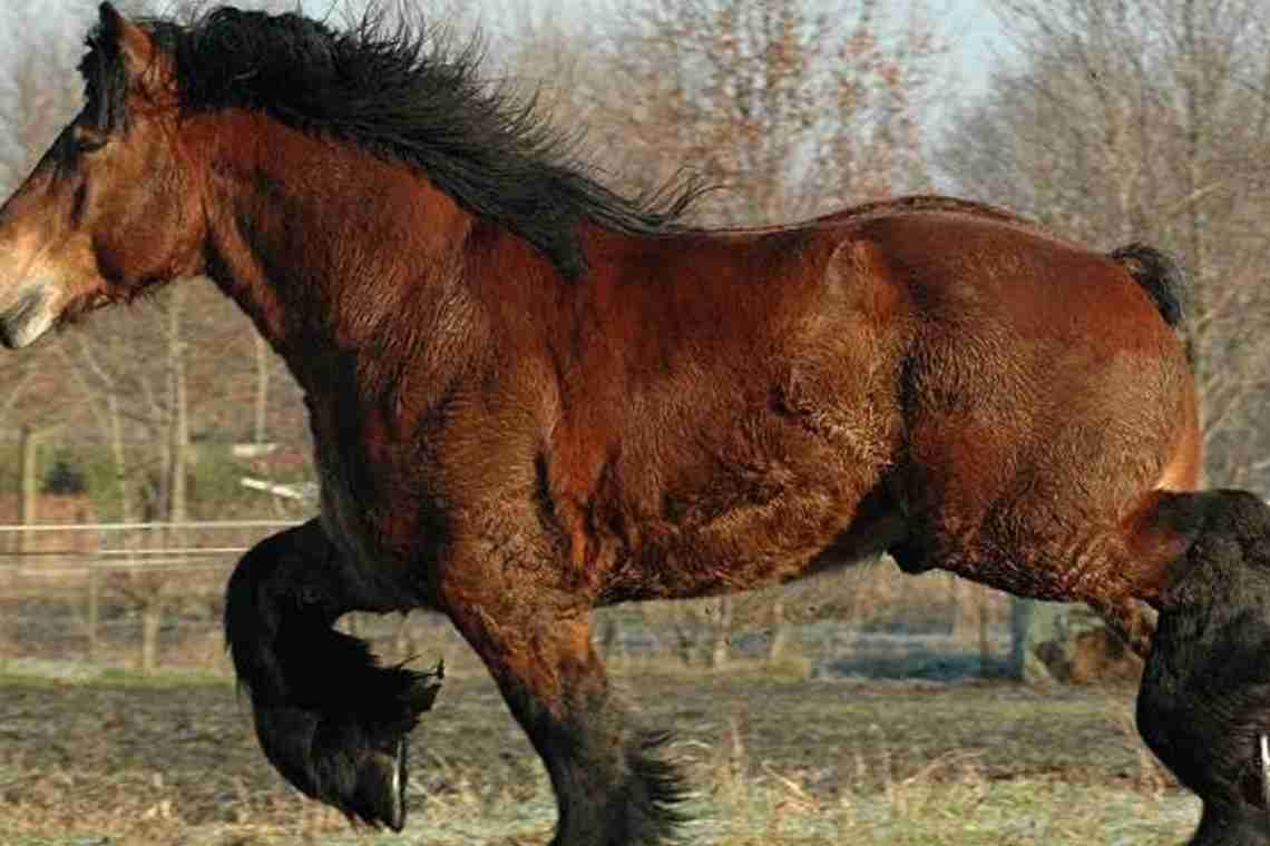 Яка середня вага коня дорослого?