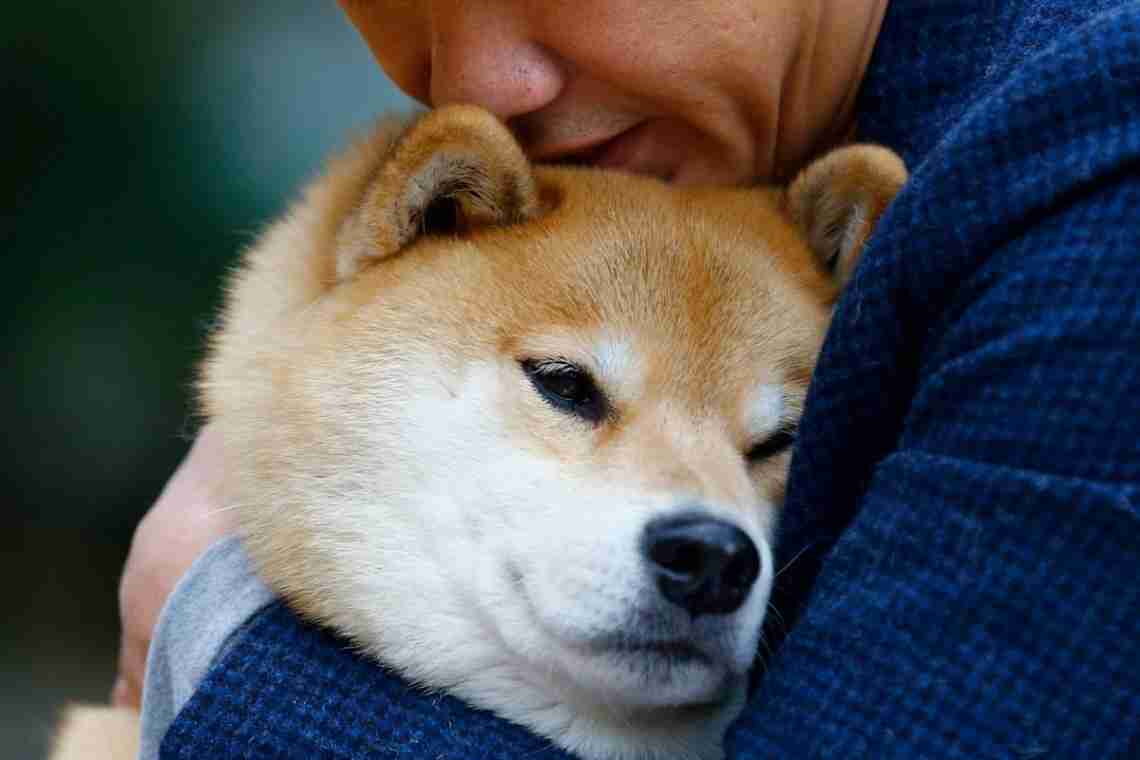 Мемна криптовалюта Shiba Inu перетворила $8000 одного з інвесторів на $5,7 млрд