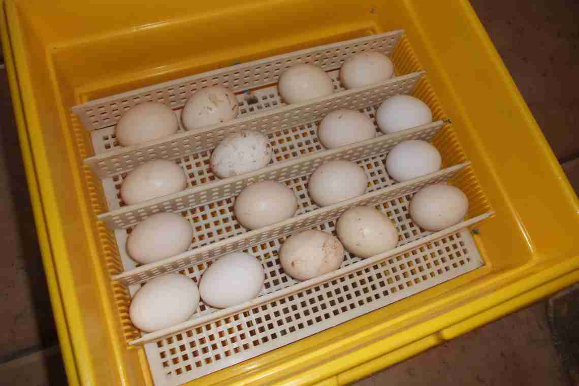 Інкубація курячих яєць у домашніх умовах: нюанси і специфічні особливості процесу