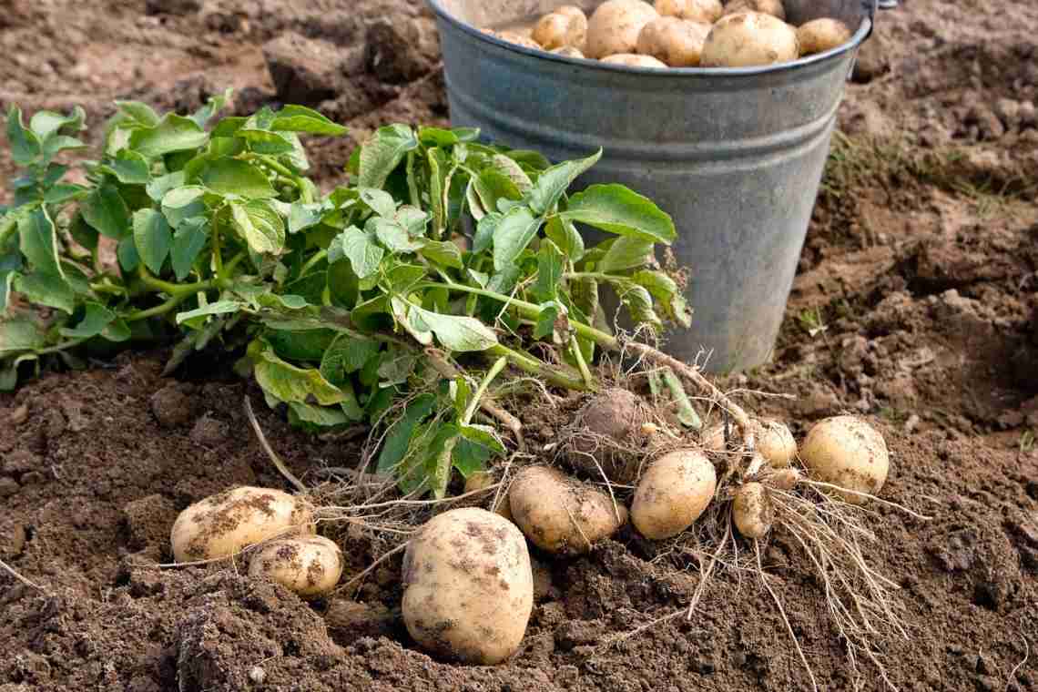 Варіанти та способи і терміни посадки картоплі