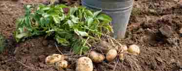 Варіанти та способи і терміни посадки картоплі