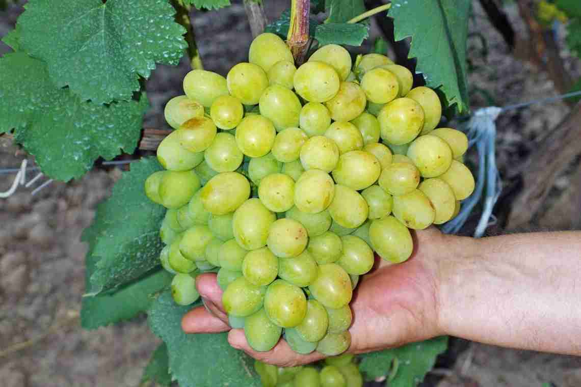 Виноград Веліант: короткий опис сорту, особливості посадки і догляду, відгуки