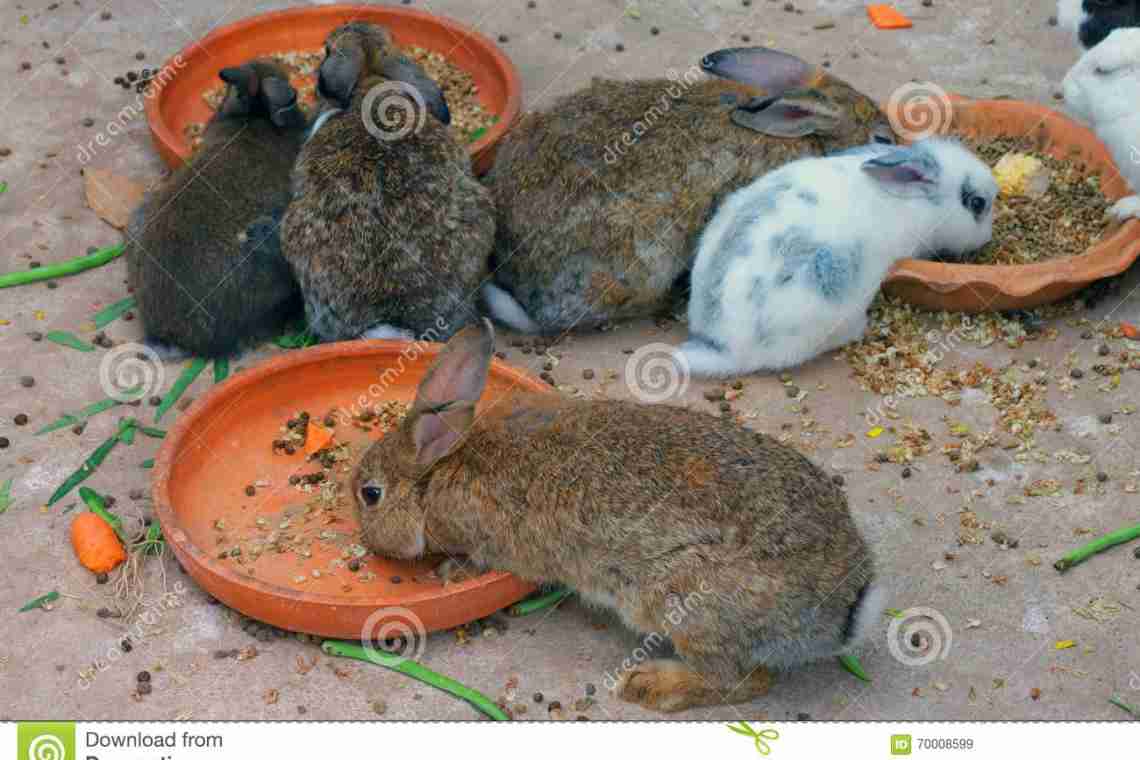 Чим годувати кроликів для швидкого зросту і ваги