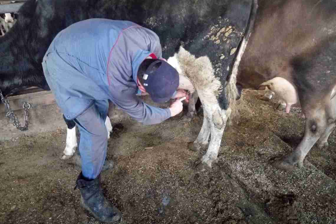 Мокрець у корови: ознаки та лікування