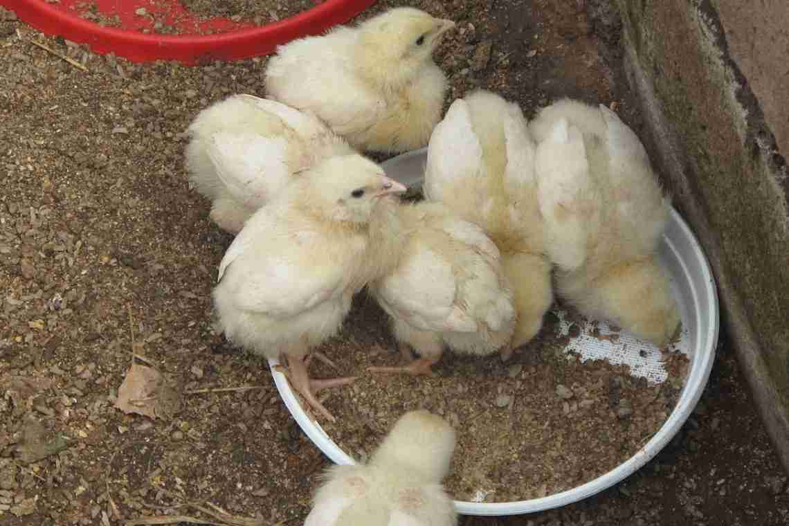 Годування курчат у перші дні життя в домашніх умовах