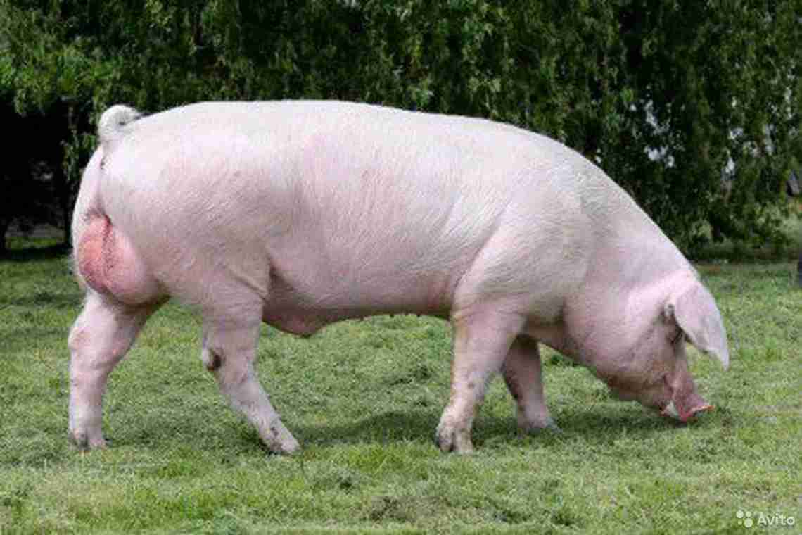 Скільки важить свиня