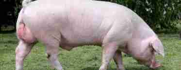 Скільки важить свиня