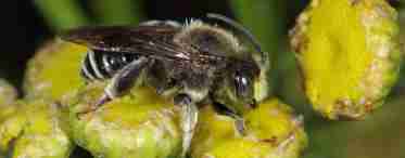 Оса, бджола, джміль, шершень - відмінності