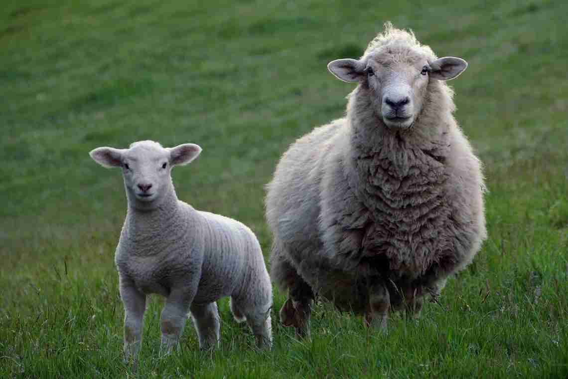 Як називається дитинча вівці