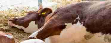 Кетоз у корів (симптоми та лікування)