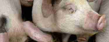 Рожа свиней - симптоми і лікування