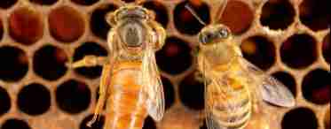 Як розмножуються бджоли