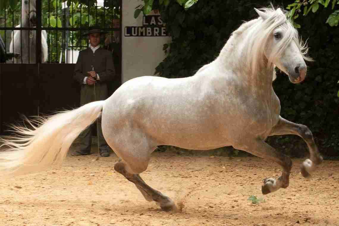 Андалузький кінь