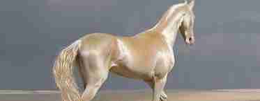 Ізабелловий кінь