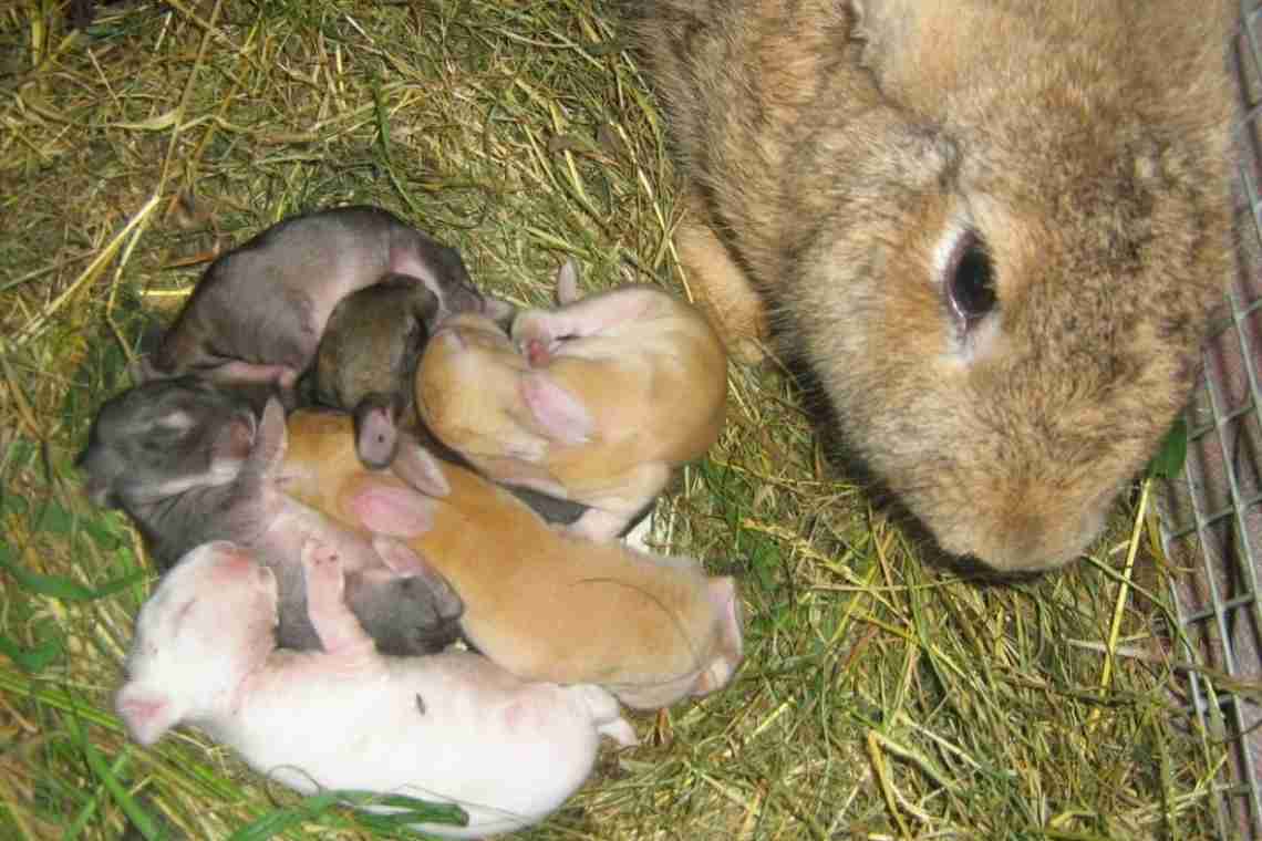 Чим годувати маленьких крольчат