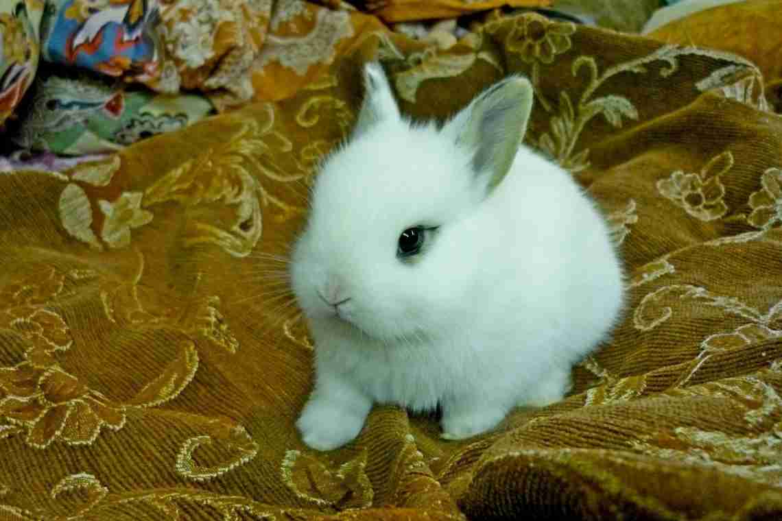 Породи декоративних кроликів