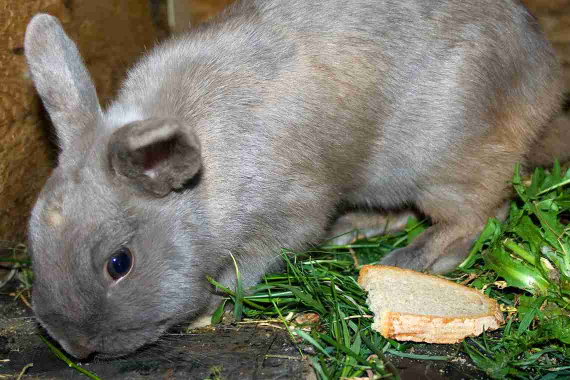 Чи можна давати кроликам огірки свіжі