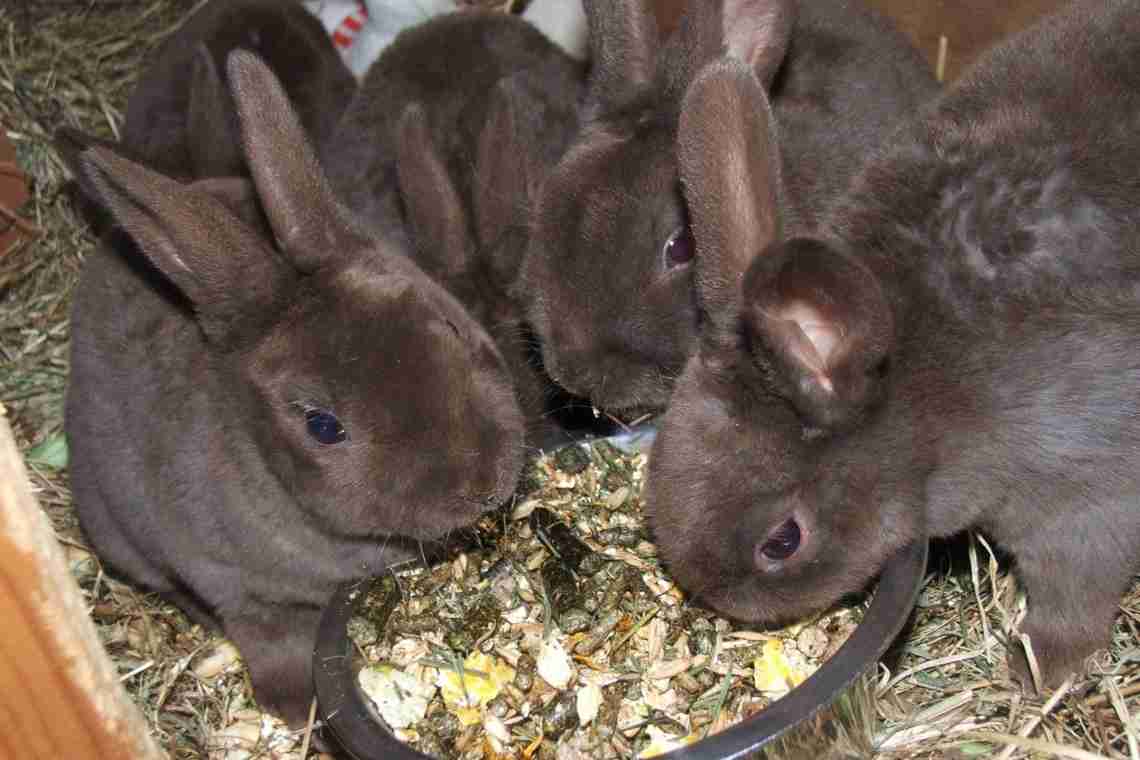 Як доглядати за кроликами в домашніх умовах і чим годувати