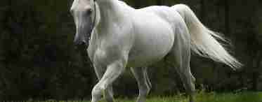 Липиціанський кінь