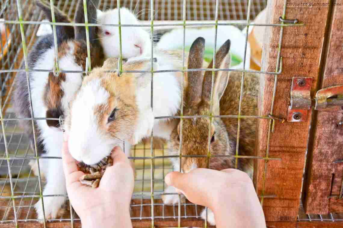 Як доглядати за кроликами