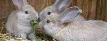 Декоративний кролик - догляд і утримання в домашніх умовах