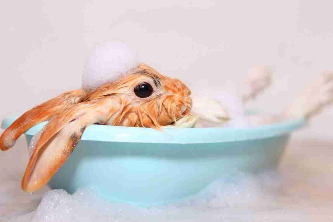 Чи можна купати кролика