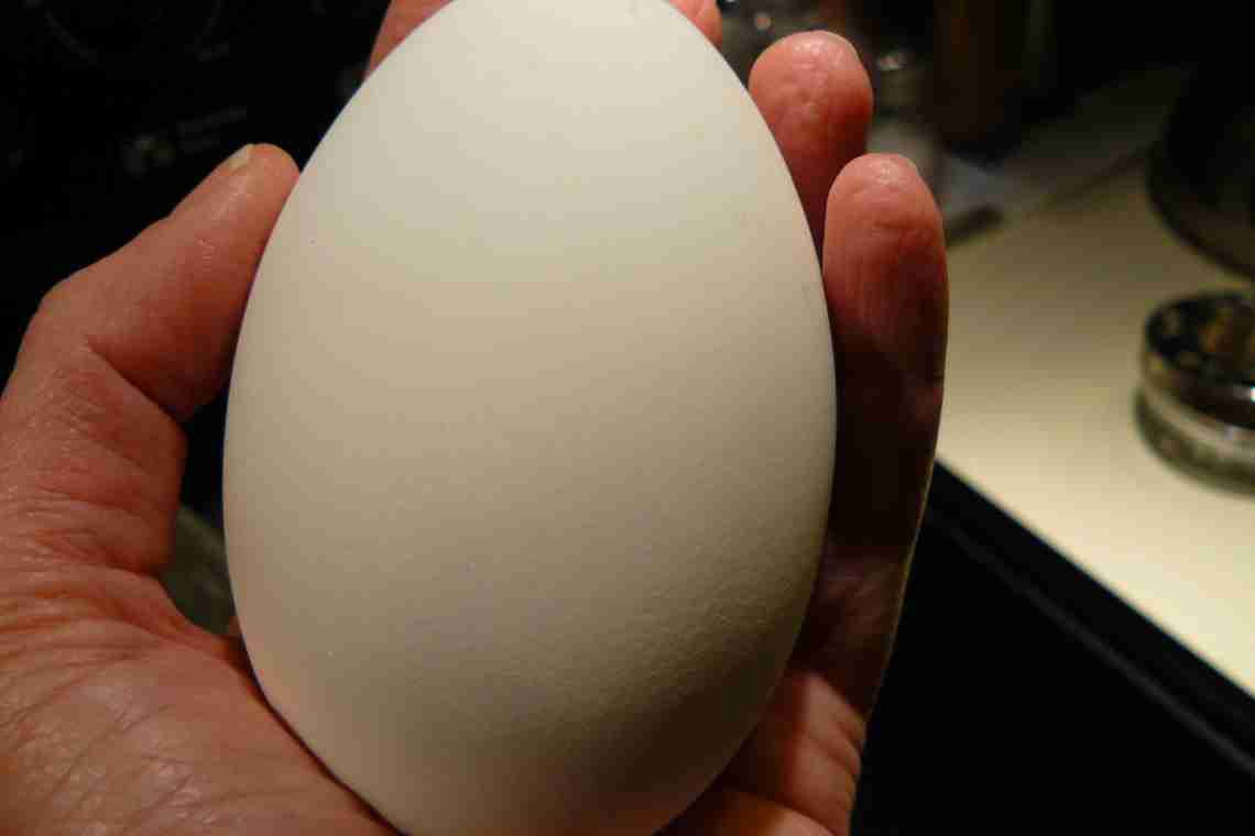 Скільки сидять гуси на яйцях