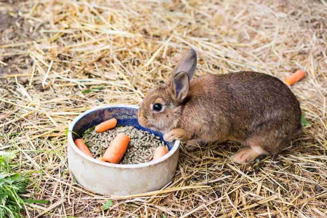 Чи можна кроликам давати хліб