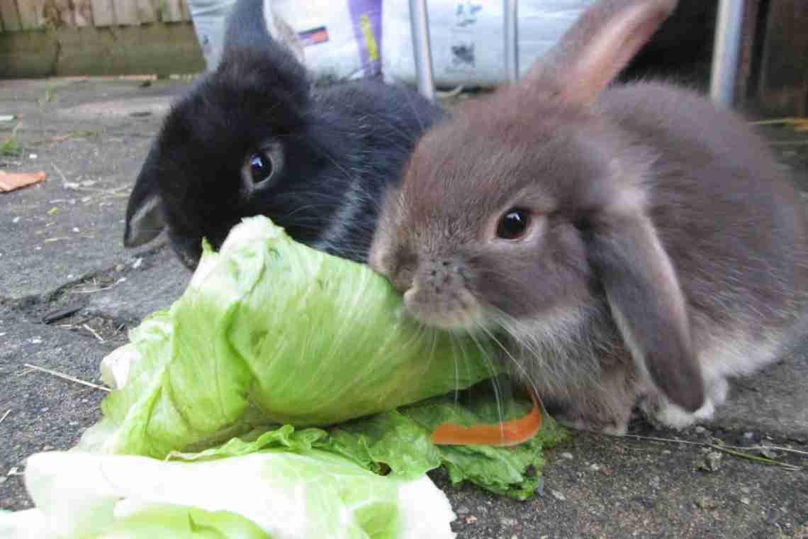 Чим годувати кроликів