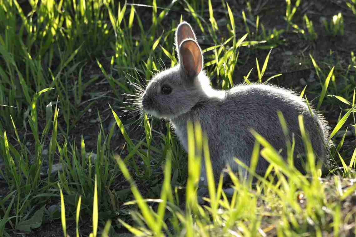 Чим відрізняється кролик від зайця
