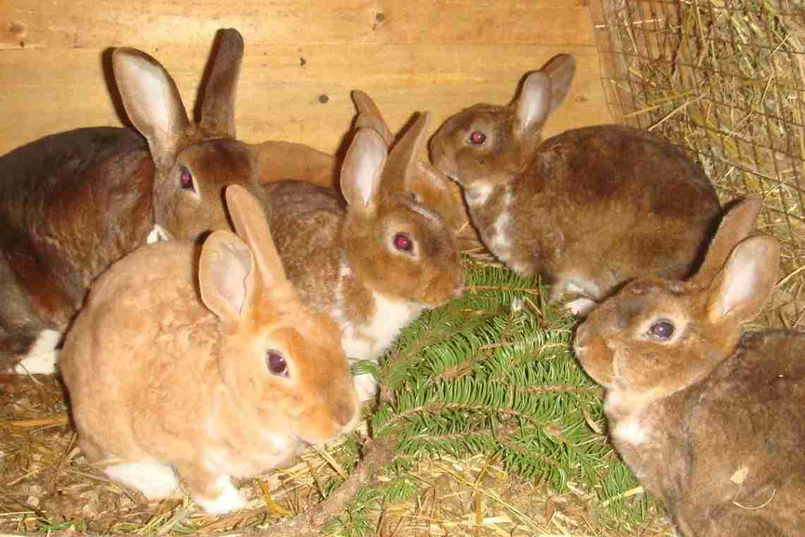 Чим годувати кроликів у домашніх умовах для початківців