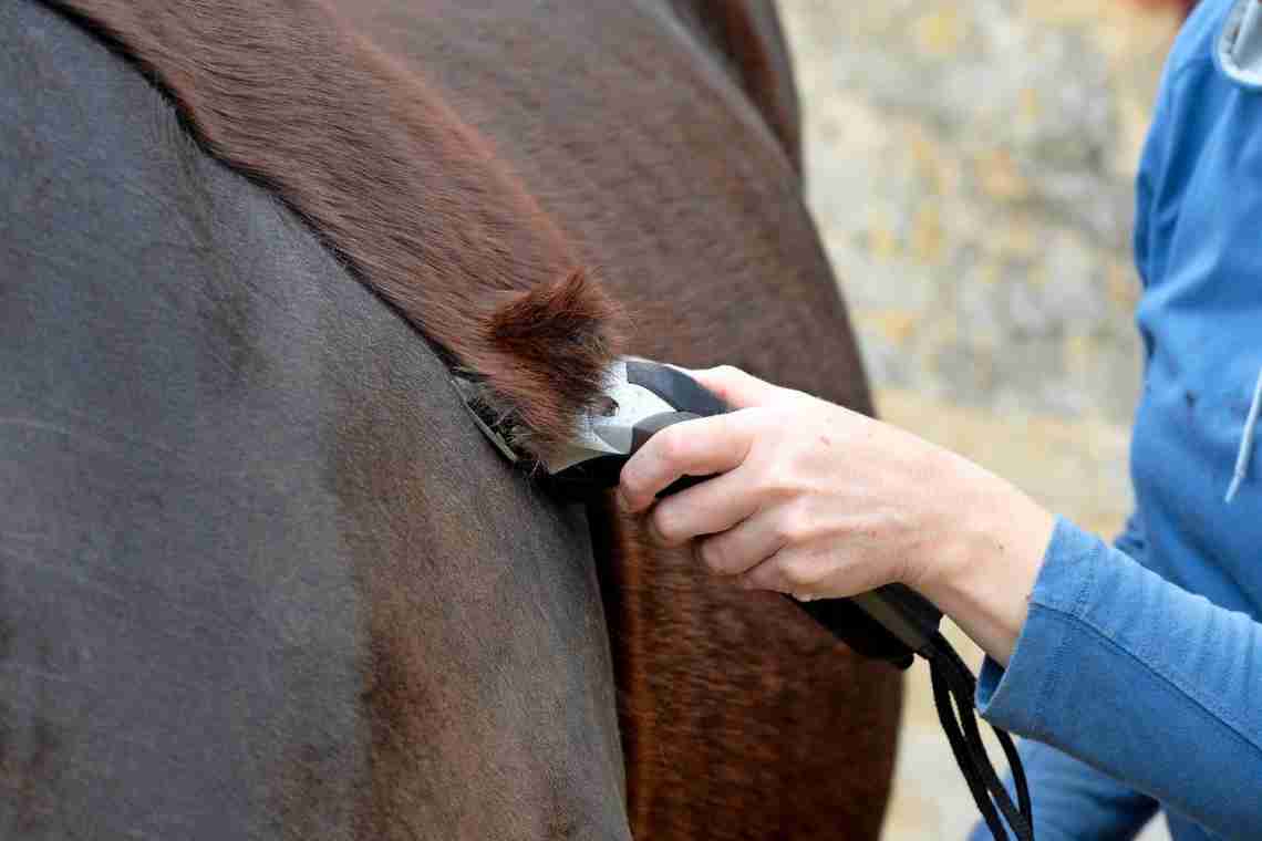 Догляд за гривою і хвостом коня