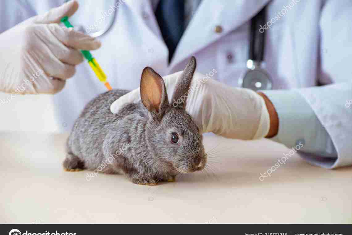 Хвороби кроликів
